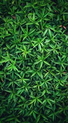 Intense Focus on Green Hemp Plants Against a Minimalist Gray Backdrop