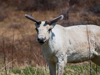 A bold caribou, sporting newly grown antlers, grazes beside Highway 435 near Wild Bight, nestled between Cook's Harbor and Cape Norman at the northernmost point of the vast Great Northern Peninsula in