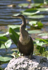 Una gran cantidad de aves acuaticas y voladoras en los Everglades,aqui encuentran un sitio donde reproducirse y alimentarse.