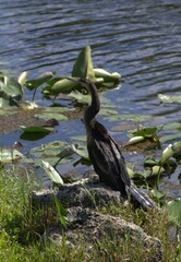 Una gran cantidad de aves acuaticas y voladoras en los Everglades,aqui encuentran un sitio donde reproducirse y alimentarse.