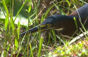 Una gran cantidad de aves acuaticas y voladoras en los Everglades,aqui encuentran un sitio donde reproducirse y alimentarse.