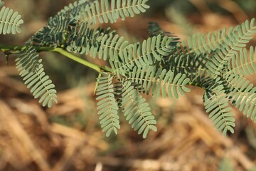 Green leaves closeup, nature concept, leaves background.