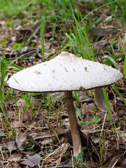 公園に生えたオオシロカラカサタケのアップ