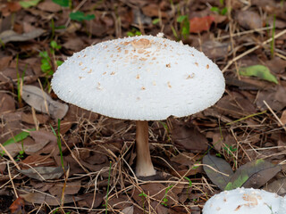 公園に生えたオオシロカラカサタケのアップ