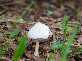 公園に生えたオオシロカラカサタケのアップ