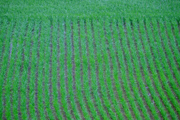 田植えの終わった山間の田んぼ