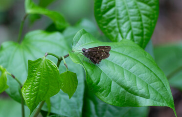 butterfly on leaf