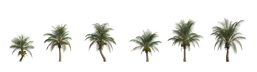 Coconut palm tree pack on transparency background .	
