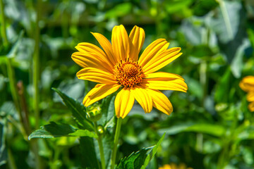 A close-up of the yellow flower of Tithonia. A natural flower in the garden.