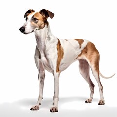 Greyhound dog breed standing against white background, AI Generated