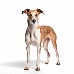 Greyhound dog breed standing against white background, AI Generated