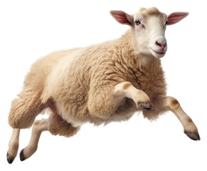 Fototapeta premium PNG Livestock animal mammal sheep.