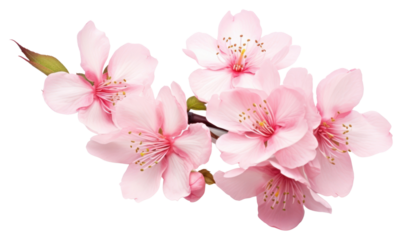PNG Blossom flower plant inflorescence.