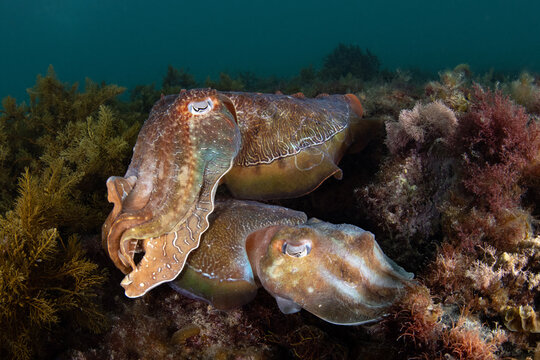 Australian Giant Cuttlefish migration, Point Lowly