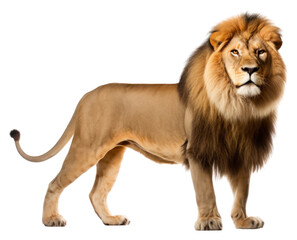 Obraz premium PNG Lion wildlife mammal animal.