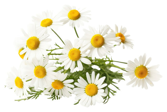 PNG Wildflower daisy plant white.