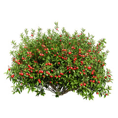 Obraz premium Nitraria Billardierei Bush with White Flowers on Clear Background