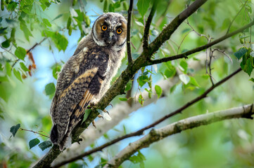 Long eared owl ( Asio otus )