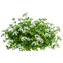 Obraz premium Iberis Sempervirens Bush Isolated on Clear Background