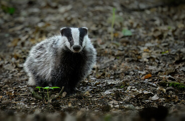 Baby Badger close up ( Meles meles )