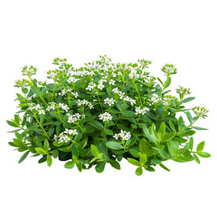 Obraz premium Iberis Sempervirens Bush Isolated on Clear Cutout
