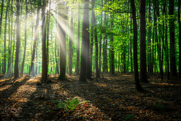 Fototapeta premium Sunny morning in the forest
