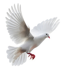 Fototapeta premium a white dove, white background, png, facing forward
