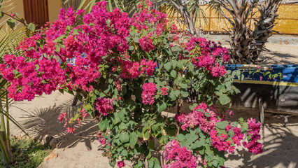 A bush of bright flowering bougainvillea. Beautiful pink inflorescences among green leaves. A palm tree in the background. Madagascar.