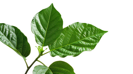 Naklejka premium Branch leaves on white background