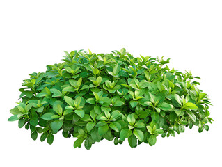 Fototapeta premium Pachysandra Terminalis Bush on Transparent Background