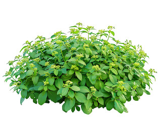 Obraz premium Pachysandra Terminalis Bush Isolated on Transparent