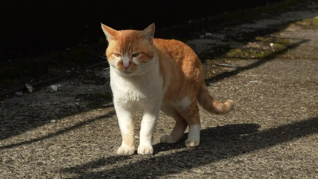 街角の猫」の写真素材 | 512件の無料イラスト画像 | Adobe Stock