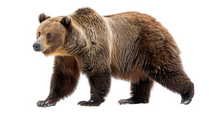 Obraz premium Bear grizzly on transparent background