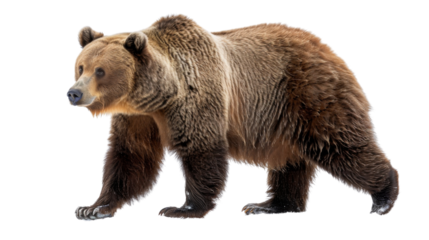 Bear grizzly on transparent background