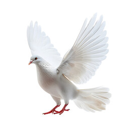 Obraz premium a white dove, white background, png, facing forward