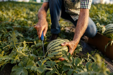 Close up of senior peasant cutting and harvesting ripe watermelon in hothouse.