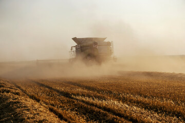 Combine harvester reaping wheat in field and making big cloud of dust at countryside.