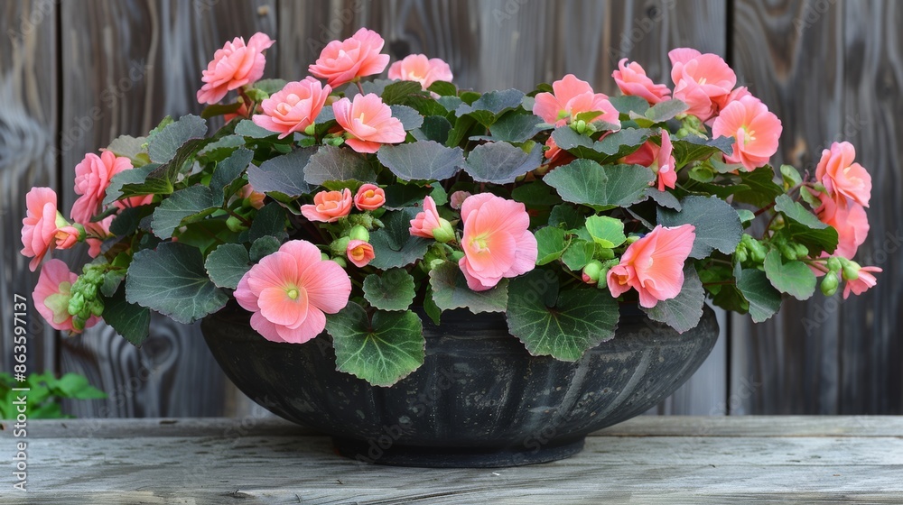 Sticker begonia flowers in pot