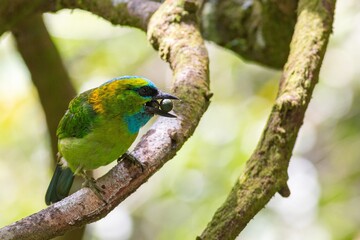 A close-up shot of a Golden-naped Barbet (Megalaima pulcherrima), an endemic barbet species to Borneo, perching on a tree branch and feeding chicks (with fruits) in a forest in Kinabalu National Park