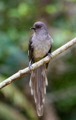 A close-up shot of a Long-tailed sibia (Heterophasia picaoides)  perching on a tree branch in the montane rainforest of Fraser's Hill, Malay Peninsula, Malaysia. Blurred background.