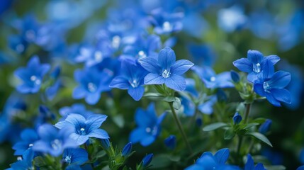 Blue Lobelia Flowers in the Garden