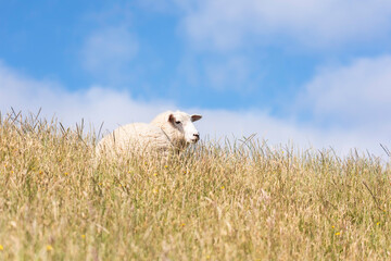 Sheep grazing in a meadow in the morning in New Zealand