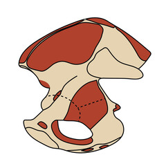  Muscle attachments of the Hip bone - medial view illustration on white background.