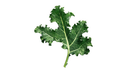 Naklejka premium Leaves on transparent background