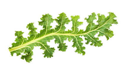 Leaves on transparent background