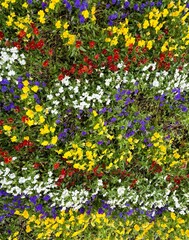 カラフル・色とりどりな花壇