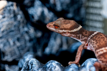 ハイナントカゲモドキ