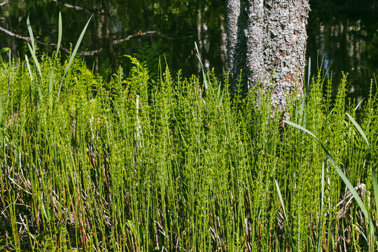 Horsetail against the background of a tree trunk covered with lichen. Beautiful natural background for design. Close-up.