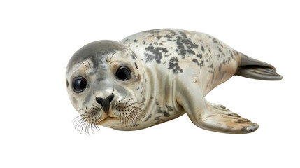 Baby Seal Pup, sea lion animal on transparent background 