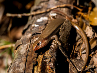 ニホントカゲのマクロ